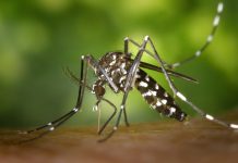 Les 7 choses à savoir à propos du virus Zika tiger mosquito