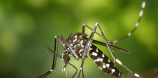 Les 7 choses à savoir à propos du virus Zika tiger mosquito