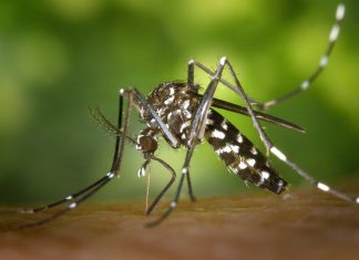 7 Things You Need to Know About the Zika Virus When Traveling to the Caribbean tiger mosquito