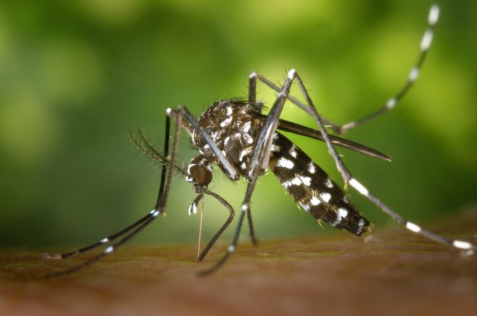 tiger-mosquito-49141_1280 tiger mosquito