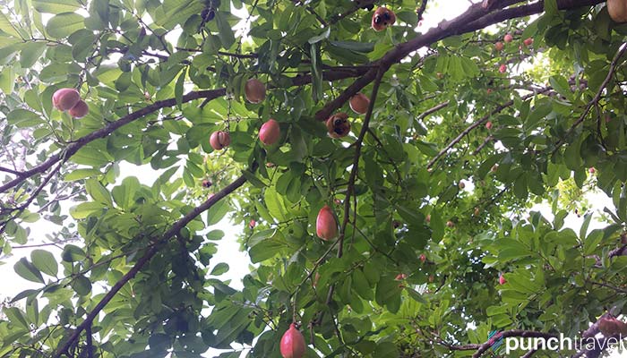 botanical-garden-nevis