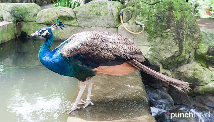 malaysia-kl-bird-park-peacock
