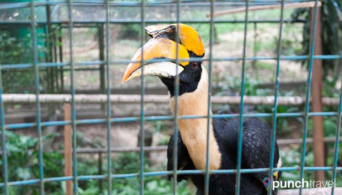malaysia-kl-bird-park-hornbill