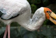 Discover Birds You Never Knew Existed at KL Bird Park malaysia-kl-bird-park-header