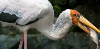 Découvrez des oiseaux dont vous ignoriez l’existence au parc des oiseaux de Kuala Lumpur malaysia-kl-bird-park-header