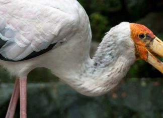 Découvrez des oiseaux dont vous ignoriez l’existence au parc des oiseaux de Kuala Lumpur malaysia-kl-bird-park-header
