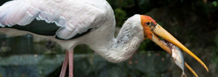 kl_bird_park-top malaysia-kl-bird-park-header