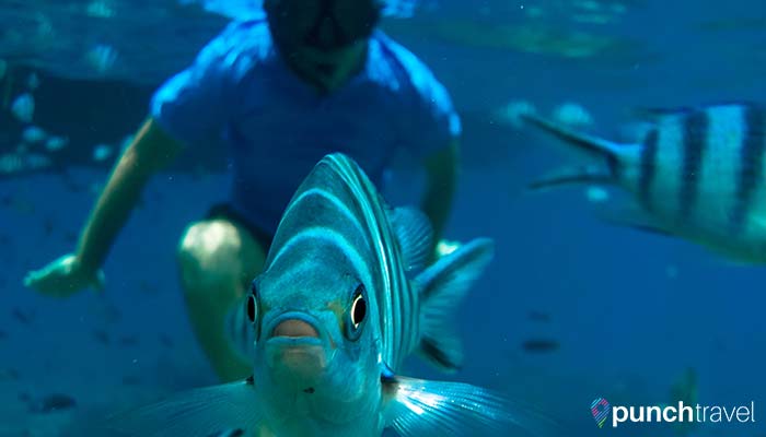 redang-island-fish-closeup