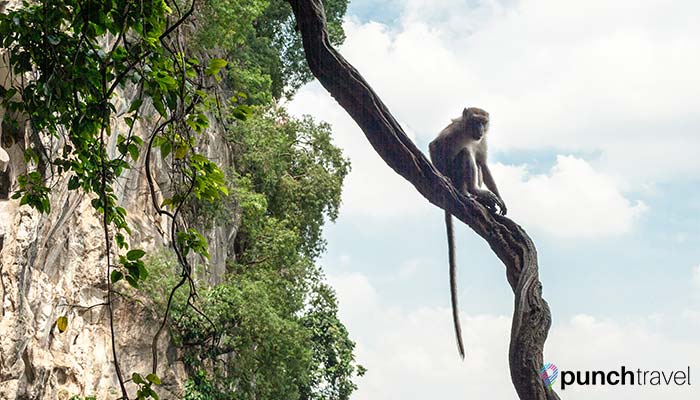 batu_caves-12