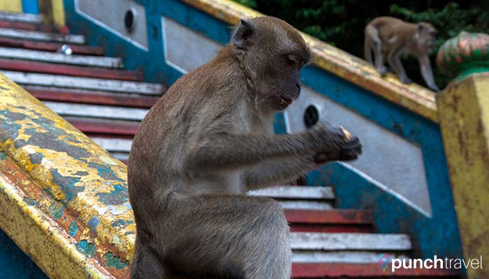 batu_caves-2