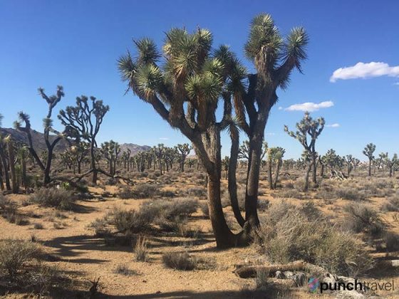 3 Unique Desert Campsites Around LA - Punch Travel