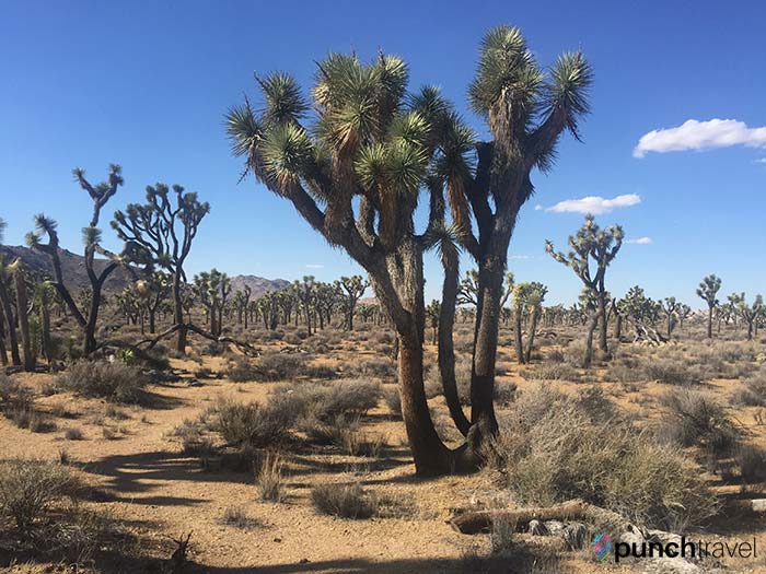 desert_camping_los_angeles