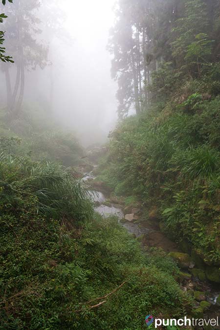 alishan_forest_taiwan-15