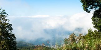 Hiking in Alishan Forest, Taiwan taiwan_alishan-ntop