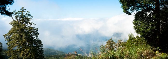 Hiking in Alishan Forest, Taiwan - Punch Travel