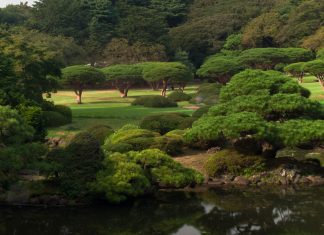 Que faire à Shinjuku à Tokyo tokyo_shinjuku-ntop